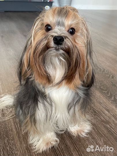 Вязка Бивер