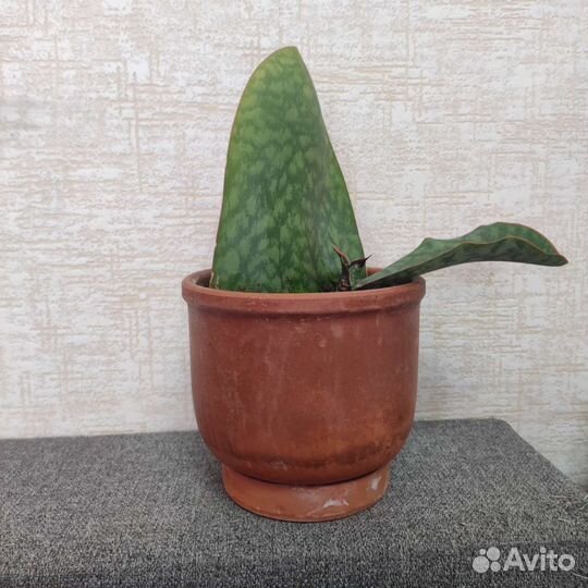 Сансевиерия Масониана