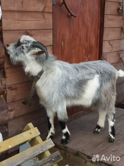 Козел для вязки