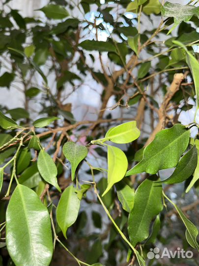 Фикус Бенджамина 1,5 метра