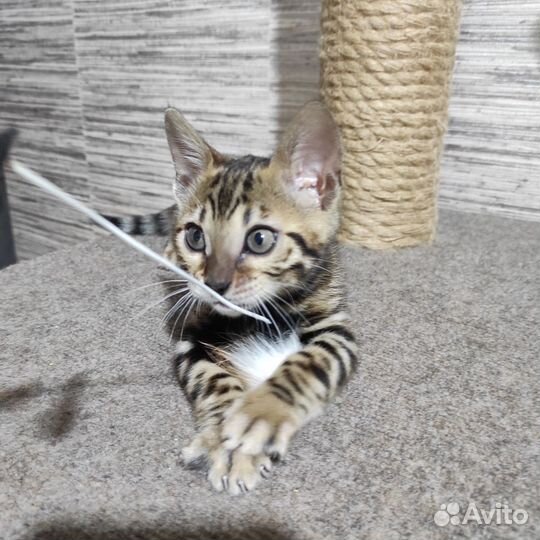Бенгальская кошечка