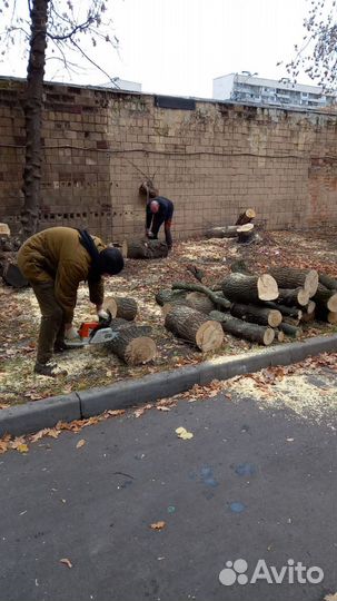 Спил деревьев