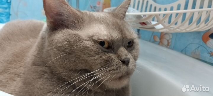 Лиловый британец