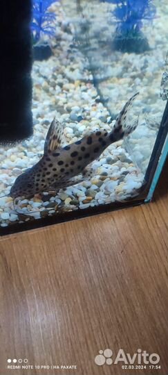 Сом перевёртыш