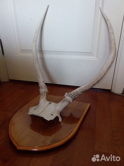 Рога на медальоне