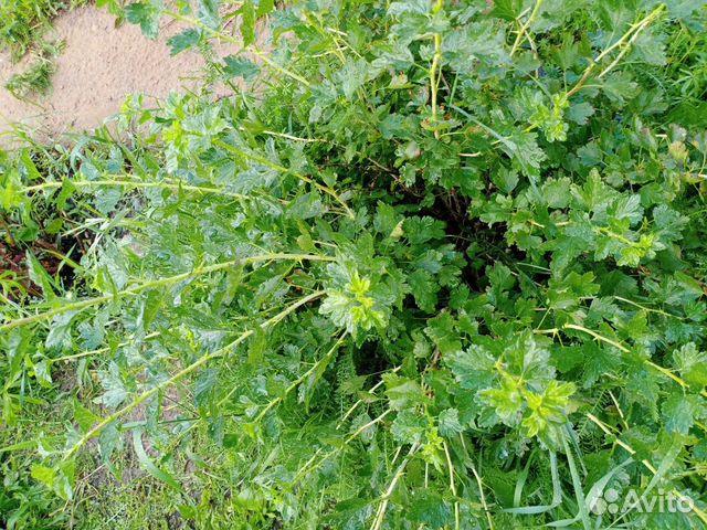 Саженцы ежевики,крыжовника,черной смородины и мали