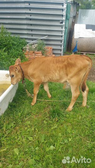 Продам бычка