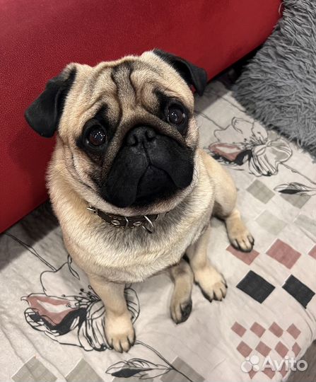 Мопс вязка мальчик