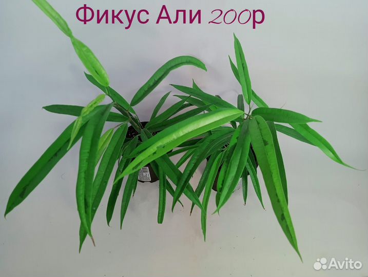 Комнатные растения Фикусы разные