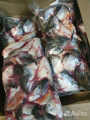 Головы форели