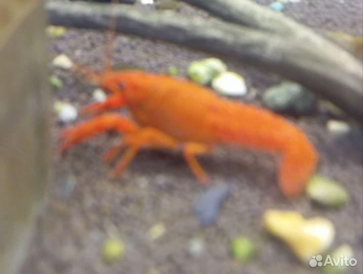 Аквариумные раки