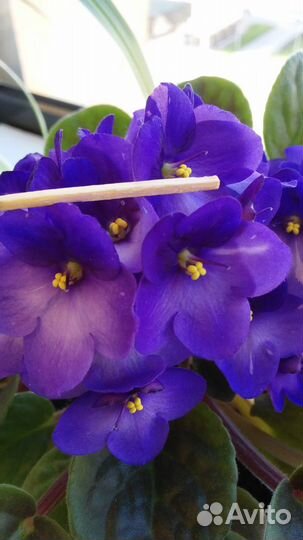 Фиалка фиолетовая