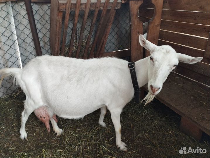 Продам дойную козу, Нуб-Заанинка