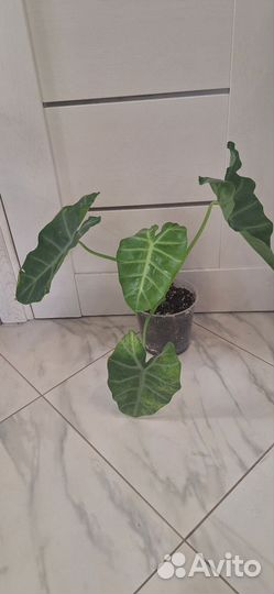 Алоказия Сильвер Фезерс (Серебряные Перья)