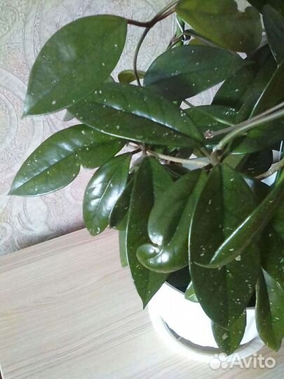 Хойя видовая Curtisii, Wayetii Комнатные цветы