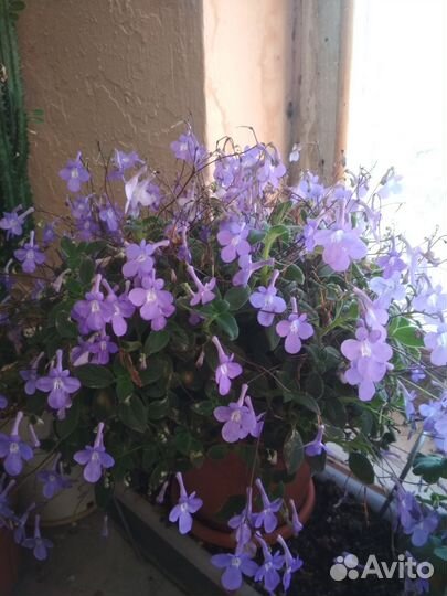 Домашние цветы