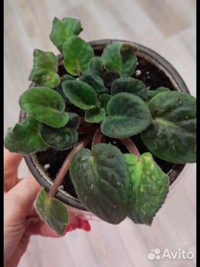 Молодые розетки фиалки Крем де ла Крем Черри