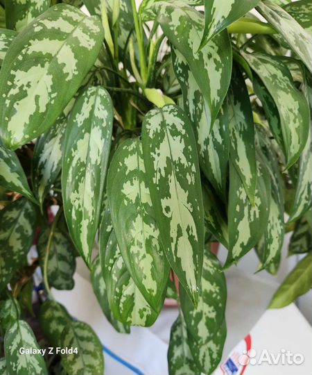 Аглаонема пятнистая