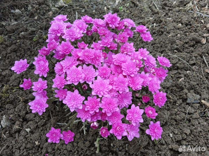 Продам печеночницу махровую Флоре плена