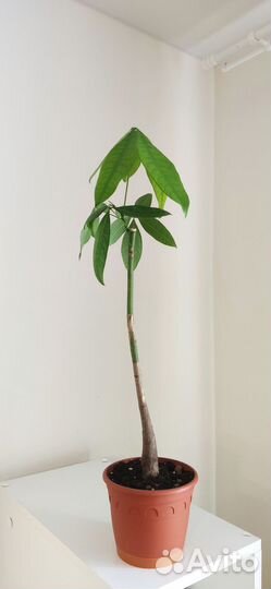 Пахира акватика