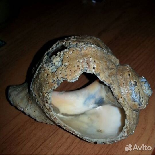 Морские раковины рапана, коряги