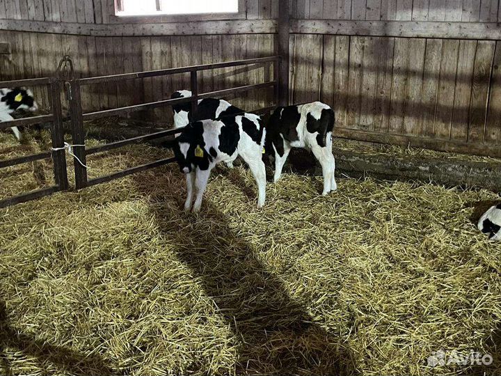 Бычки с доставкой