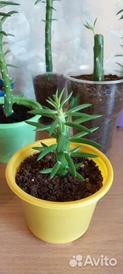 Аустроцилиндропунция шиловидная