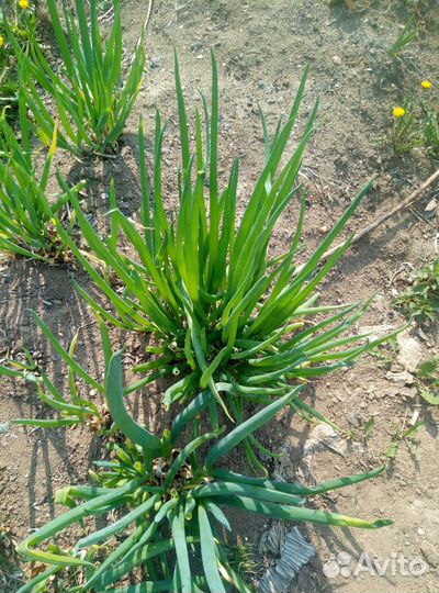 Лук батун кочкой