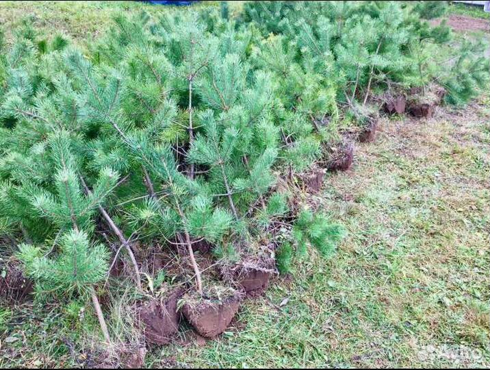 Саженцы сосны