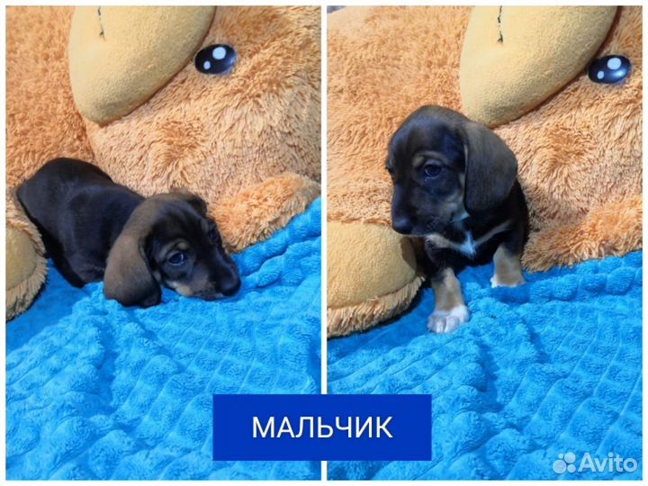 Щенки таксы
