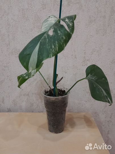 Комнатные растения, цветы в ассортименте