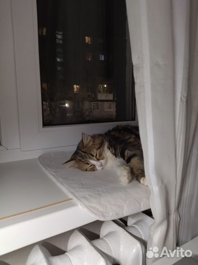 Кошки в добрые руки