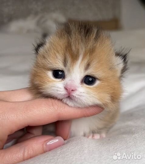 Передержка животных