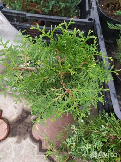 Хвойные растения