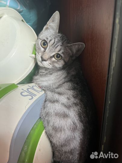 В добрые ручки