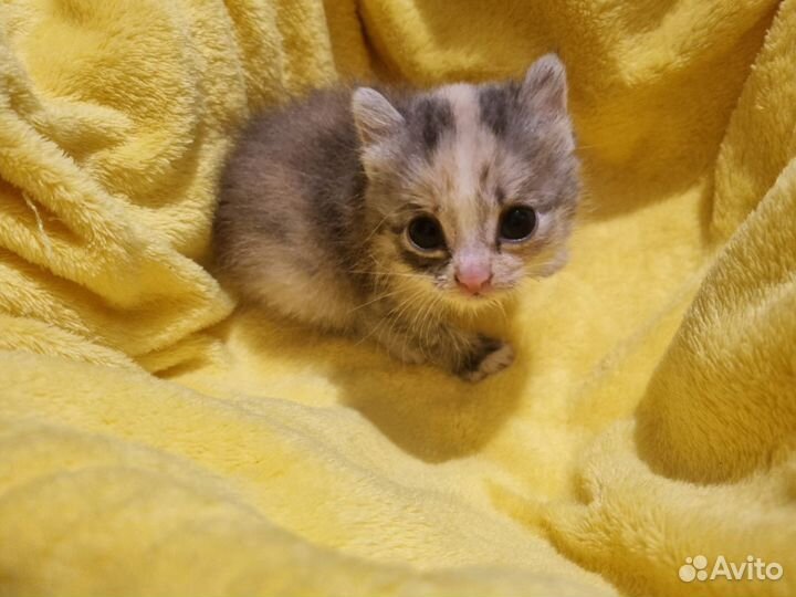 Котёнок