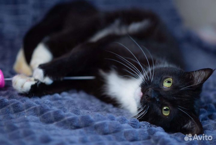 Кошка в дар