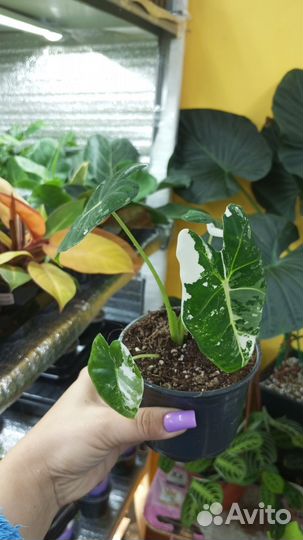 Алоказия фрайдек вариегатная