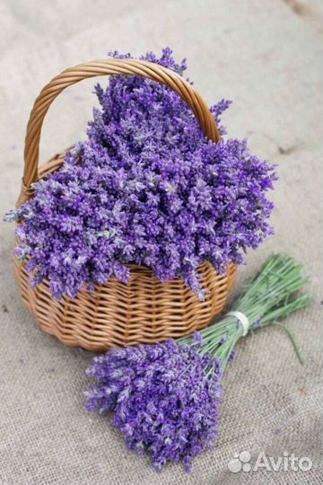 Лаванда,сухоцветы,букеты,саженцы