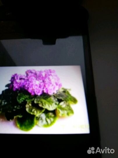 Комнатное растение Фиалка сортовая