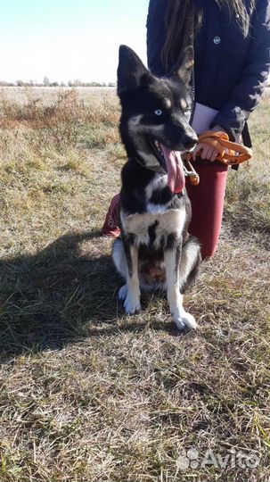 Классные собачки в добрые руки