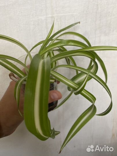 Хлорофитум кудрявый