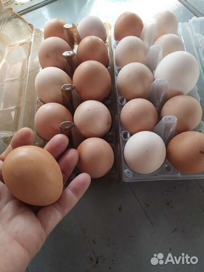 Домашние куриные яйца