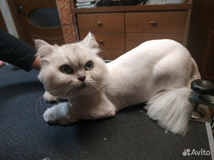 В добрые руки