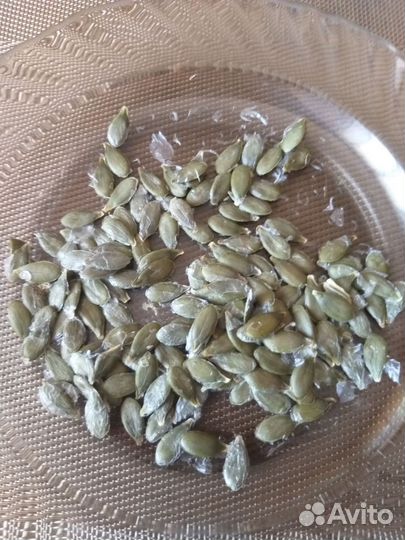 Тыква голосемянная