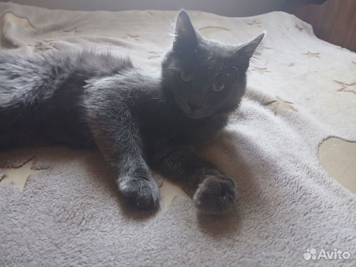 Кот в добрые руки