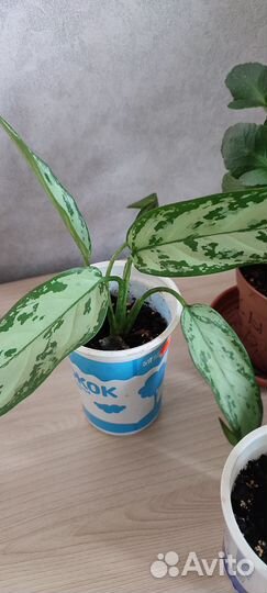 Комнатные растения