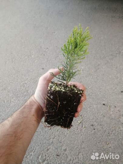 Туя смарагд