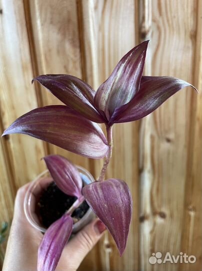 Традесканция зебрина