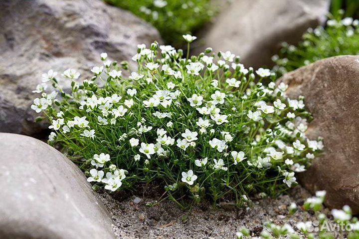 Мох ирландский